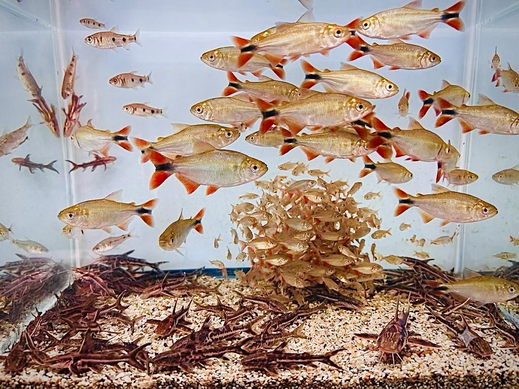 pescados-1.jpeg